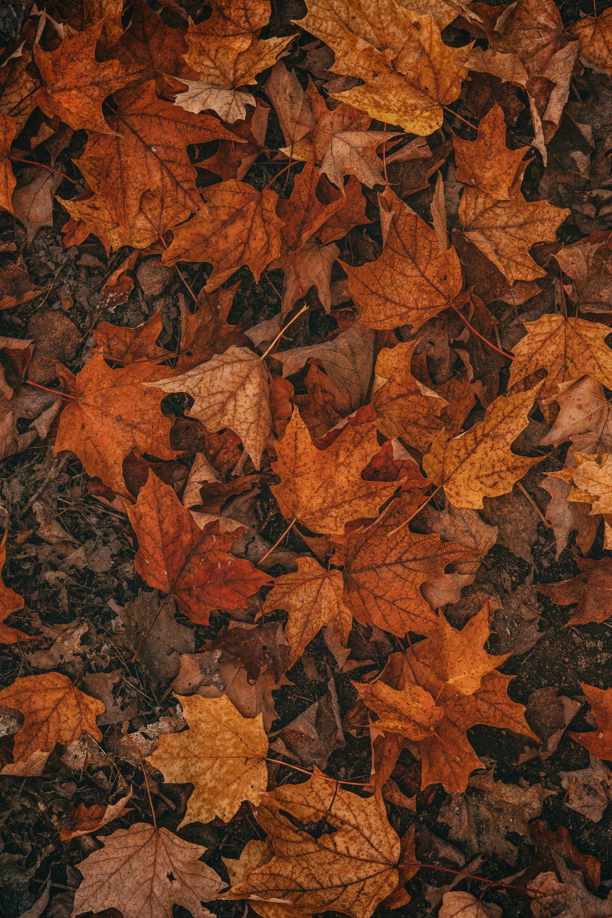 Noviembre a la Vista — 20% OFF con NOV20